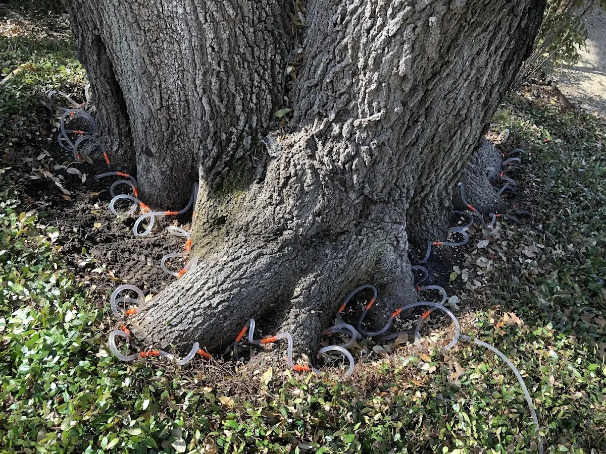 Detailed Shrub and Hedge Trimming job site in Belton