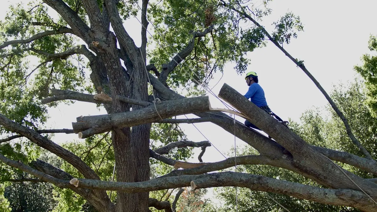 Professional Crown Thinning performed by certified arborists in Belton