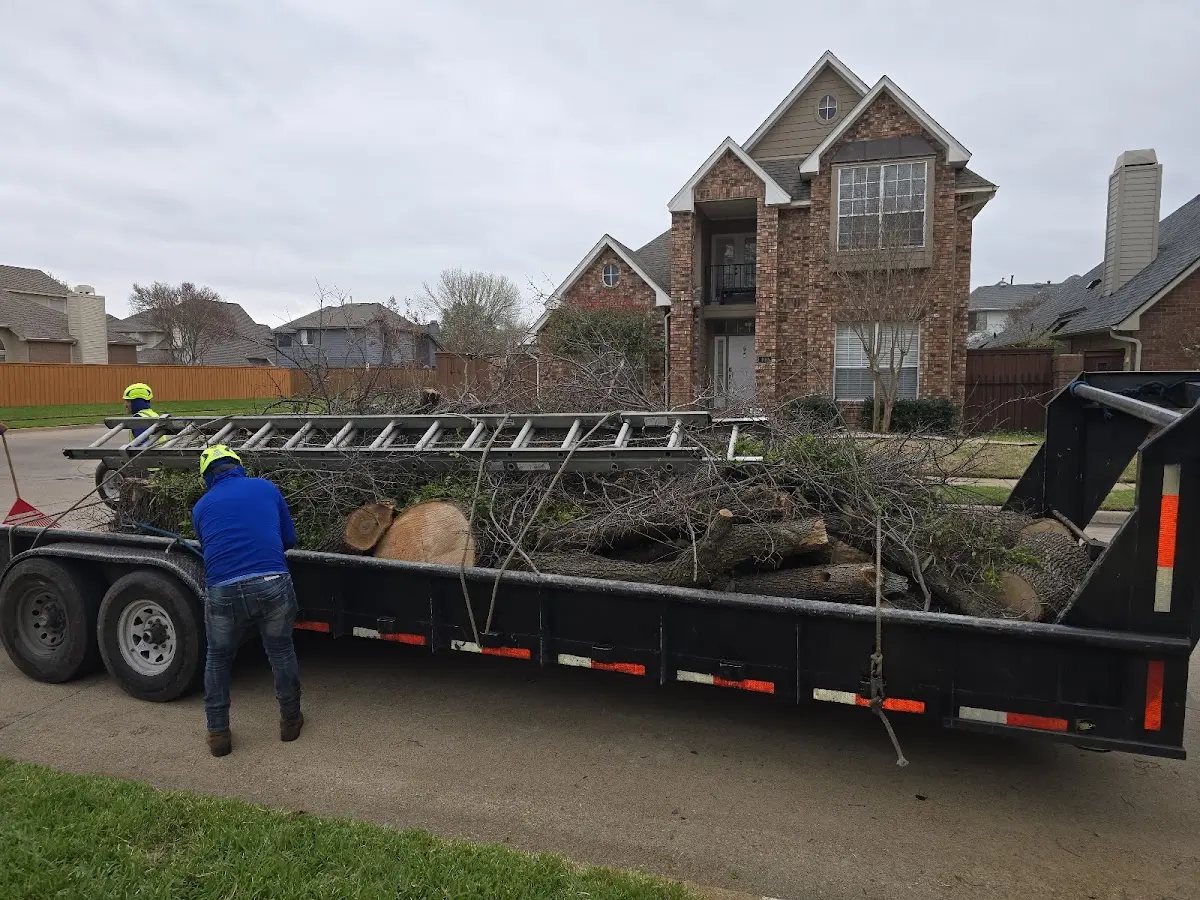 Expert Tree Pest Control with proper safety equipment in Belton